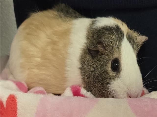 MELODY - Guinea Pig available for adoption
