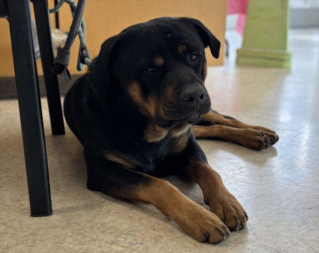 NACHO - Rottweiler available for adoption