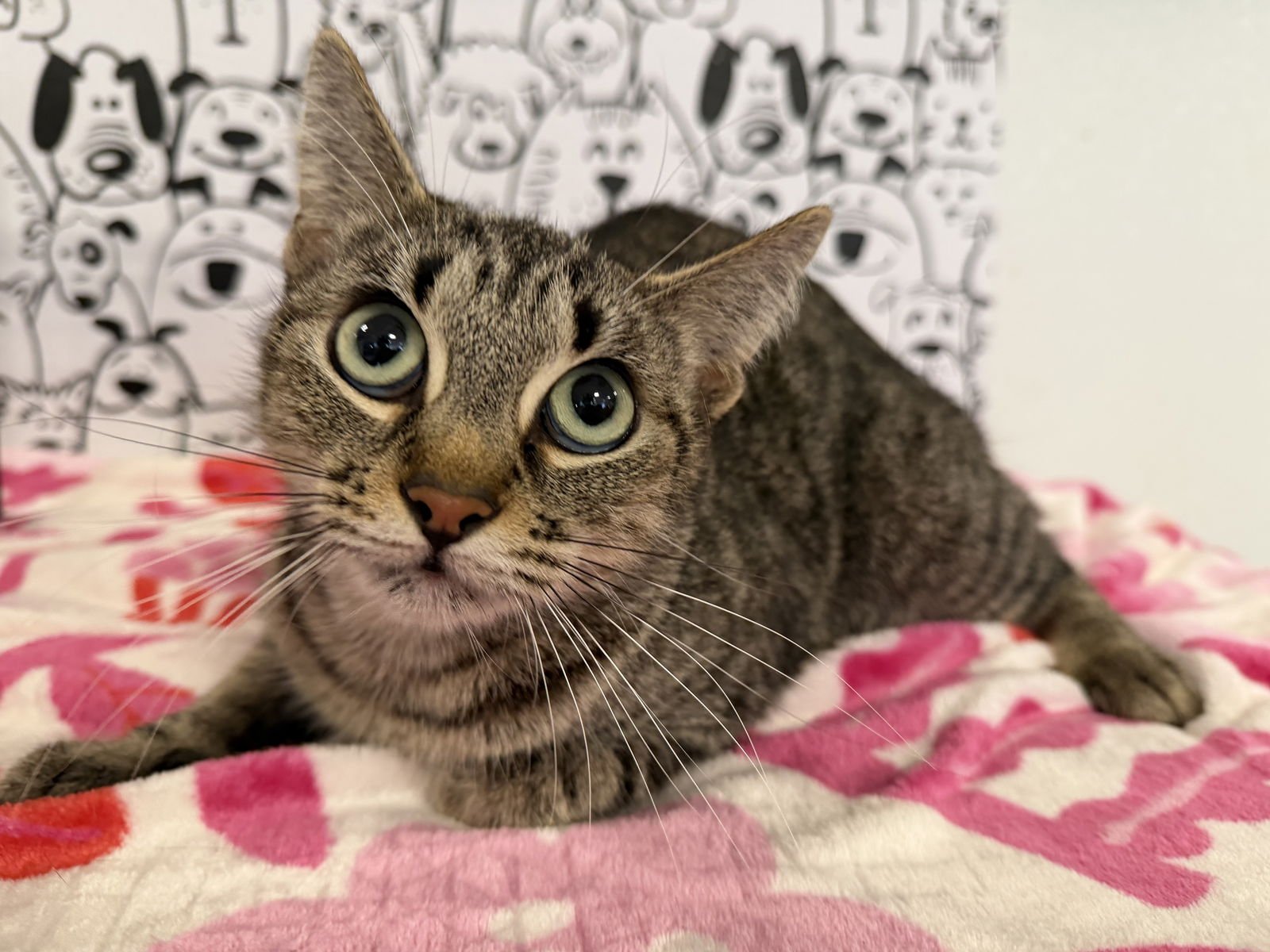 MAMA KINS - Domestic Short Hair available for adoption