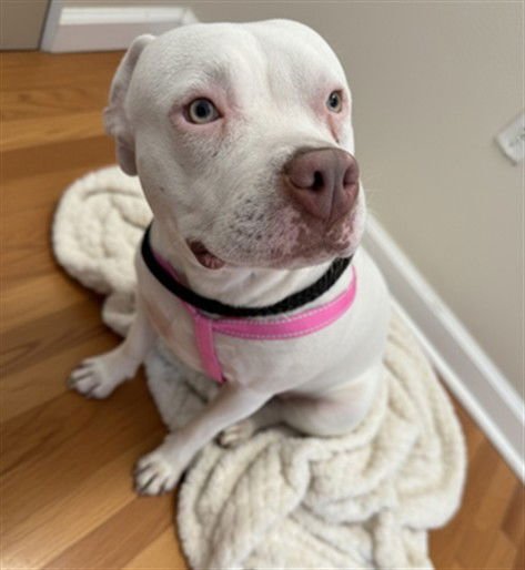 MISSY - Pit Bull Terrier available for adoption