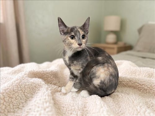 A2292657 - Domestic Short Hair available for adoption