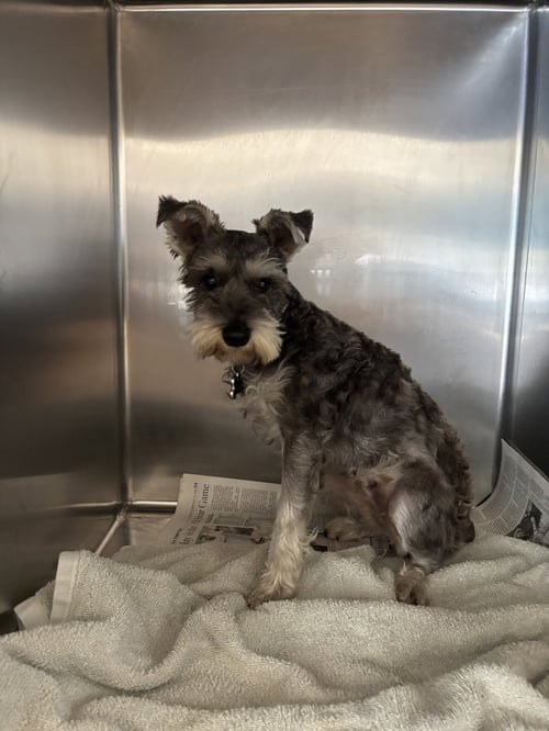 BRANDY - Miniature Schnauzer available for adoption