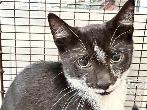 A2290501 - Domestic Short Hair available for adoption