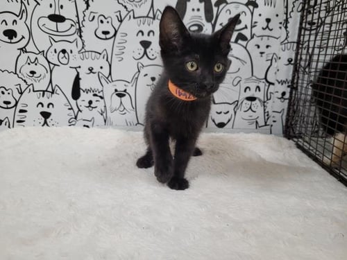 A2287641 - Domestic Short Hair available for adoption