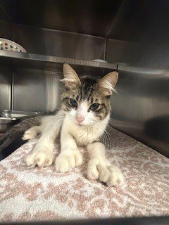 TABBY Image