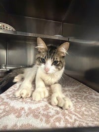 TABBY - Photo 1