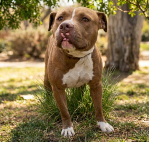 FLINT - Pit Bull Terrier available for adoption