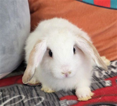 STAR - Mini Lop available for adoption