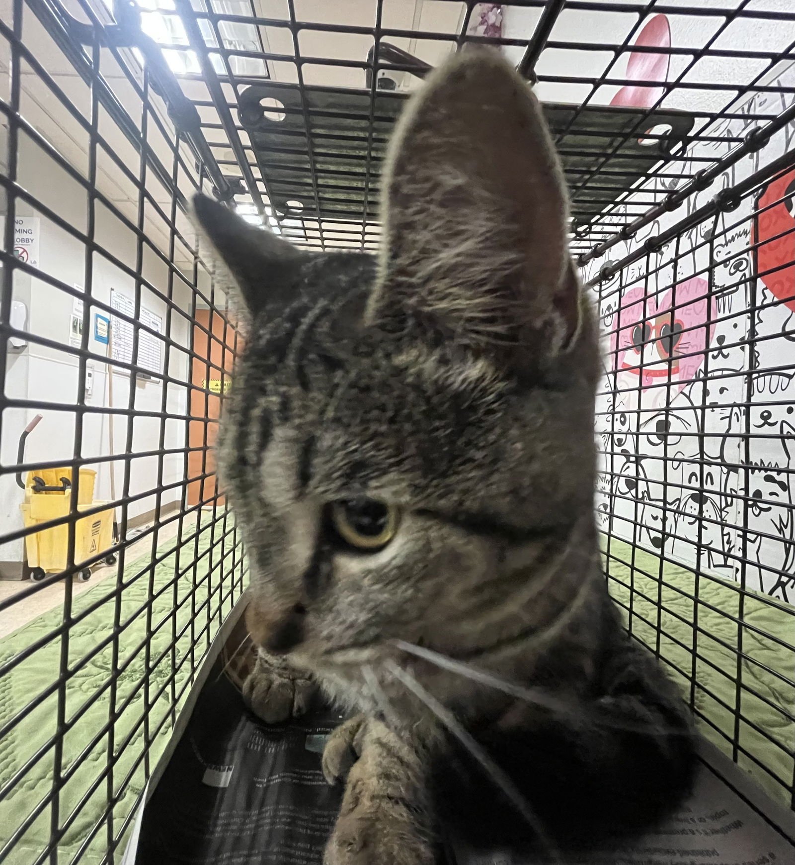 SKITTLES - Domestic Short Hair available for adoption