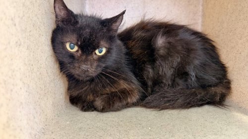 A2294794 - Domestic Long Hair available for adoption