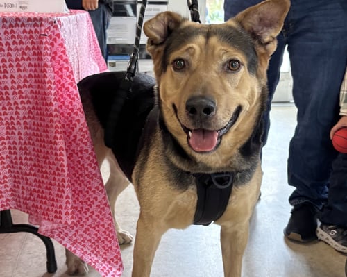 BEAU - German Shepherd Dog available for adoption