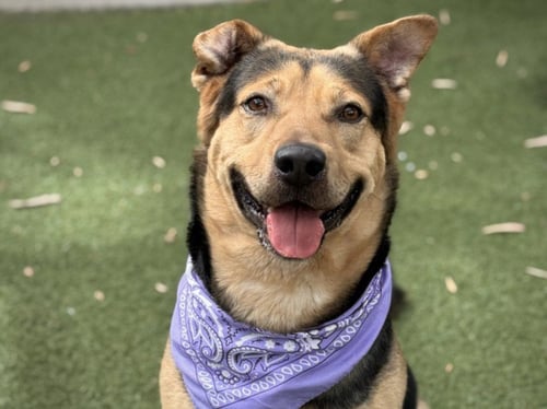 BEAU - German Shepherd Dog available for adoption