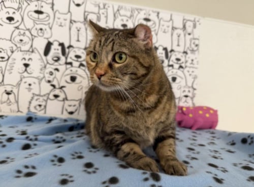 RIRI - Domestic Medium Hair available for adoption