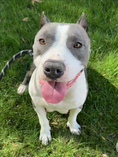 MACIE - Pit Bull Terrier available for adoption