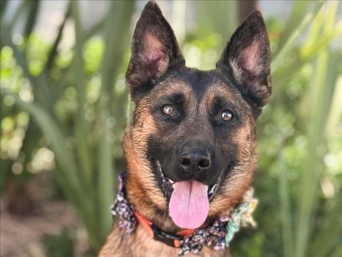GINGER - German Shepherd Dog / Belgian Shepherd Malinois available for adoption
