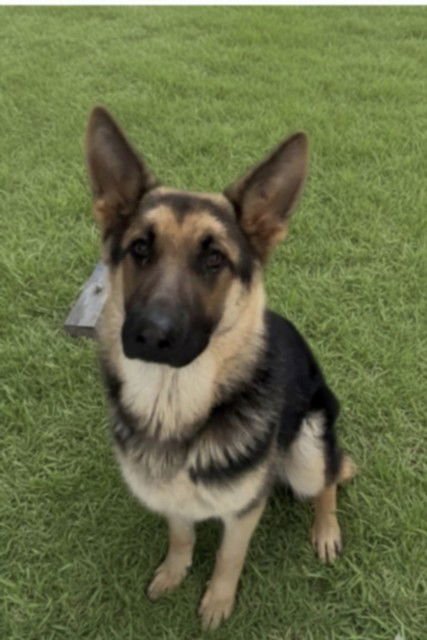 CHARMING - German Shepherd Dog available for adoption