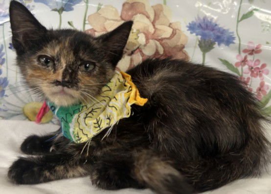 MISS SWEETIE - Domestic Short Hair available for adoption