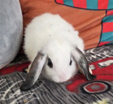 FRITZY - Mini Lop available for adoption