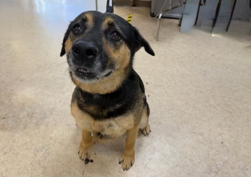 COCO - German Shepherd Dog available for adoption