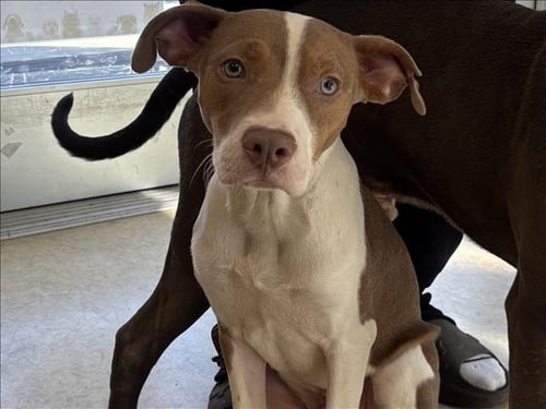 RILEY - Pit Bull Terrier available for adoption