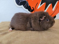 SUGAR - Photo 1