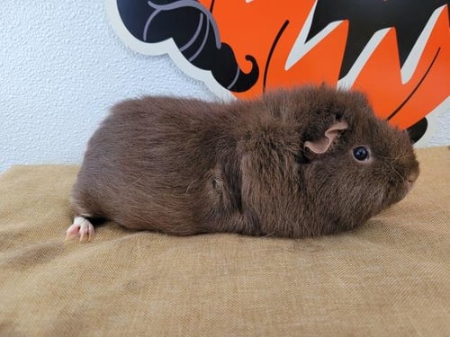 SUGAR - Guinea Pig available for adoption
