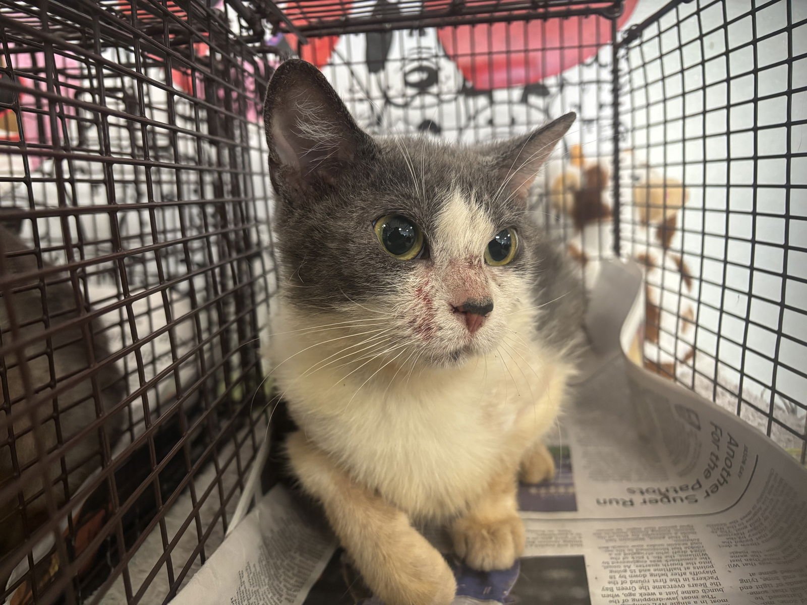 A2257373 - Domestic Short Hair available for adoption