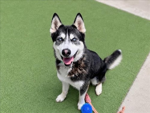 STARSKY - Husky available for adoption