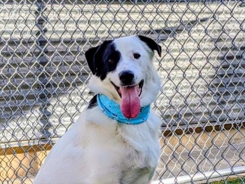 LUNA - Border Collie available for adoption