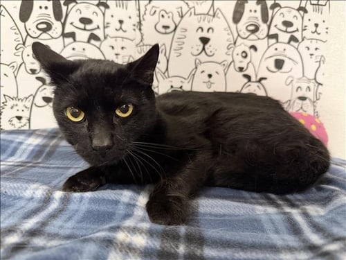 PANTHER - Domestic Short Hair available for adoption