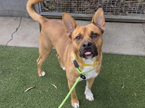 ROLLO - Jindo (Korean) available for adoption
