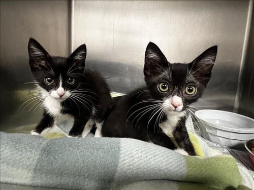 TWEETY - Domestic Short Hair available for adoption