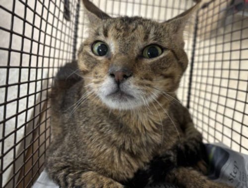 A2273854 - Domestic Short Hair available for adoption