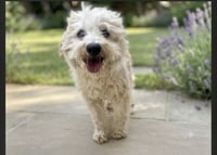 BENTLEY - Photo 1