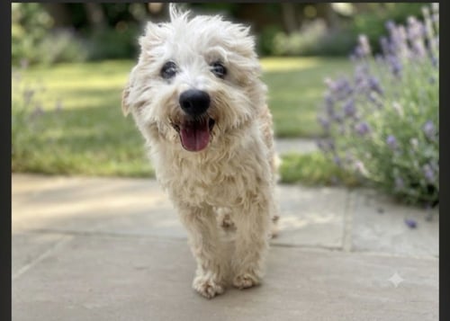 BENTLEY - Tibetan Terrier available for adoption