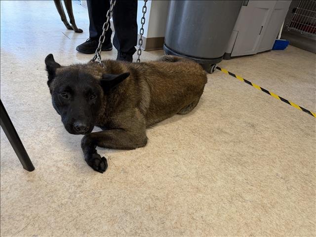FRED - Belgian Shepherd Malinois available for adoption