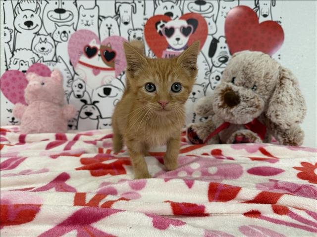 HOOTER - Domestic Short Hair available for adoption