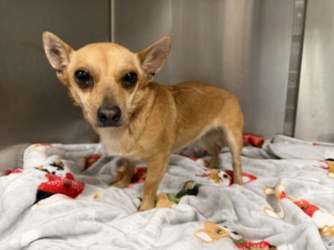 LOLA - Chihuahua available for adoption