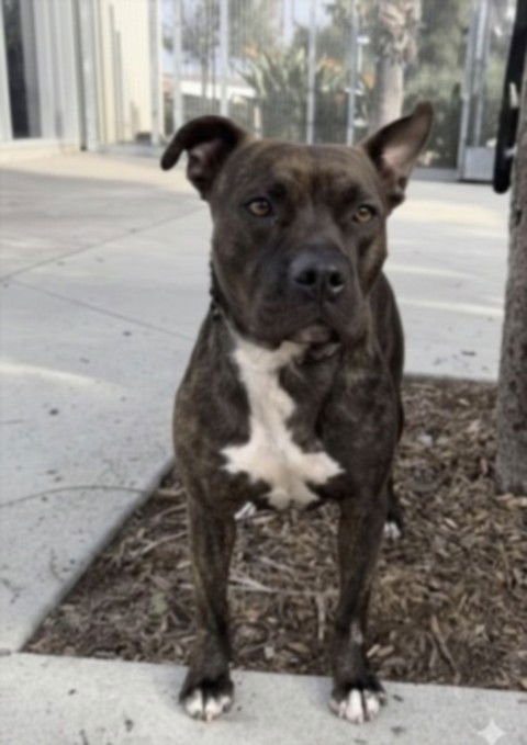 RAE - Staffordshire Bull Terrier available for adoption