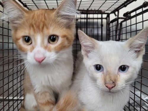 A2294893 - Domestic Medium Hair available for adoption