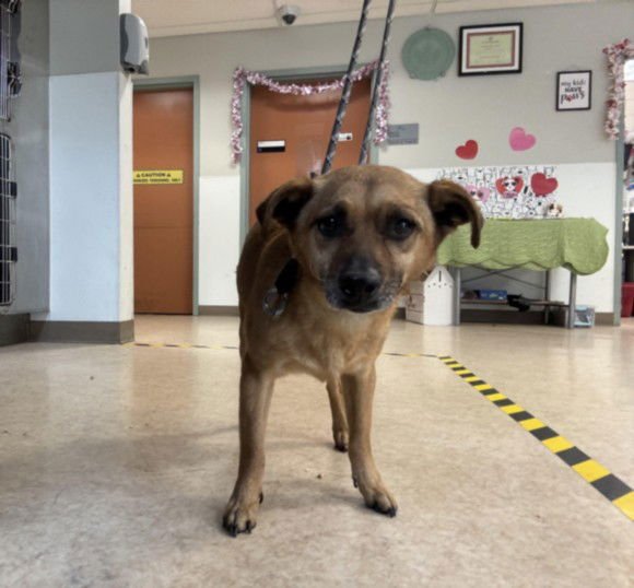 OSO - Chihuahua available for adoption