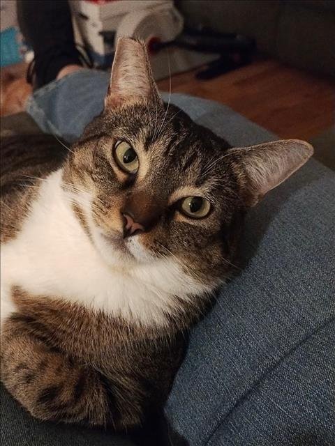 SQUIKS - Domestic Short Hair available for adoption