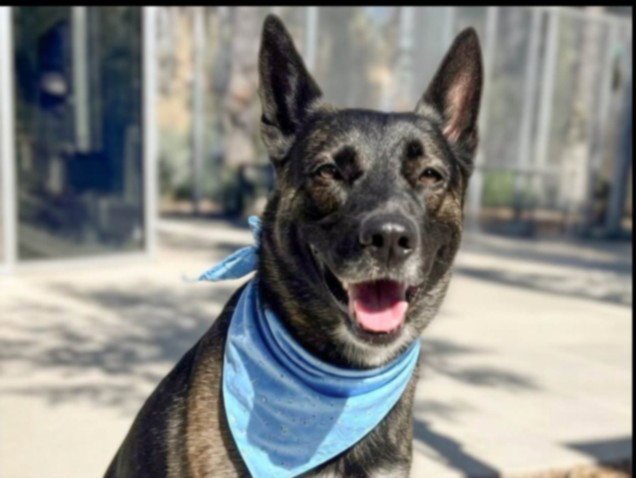 CODY Image
