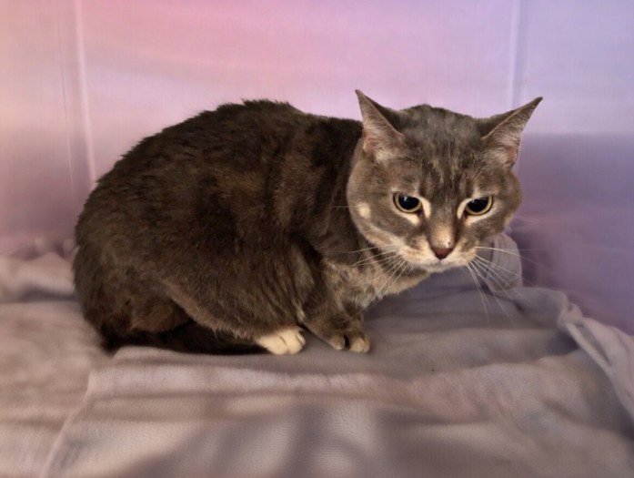 STELLA - Domestic Short Hair available for adoption