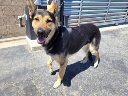 PRINCE - German Shepherd Dog available for adoption