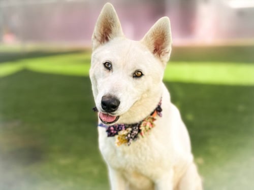 SOPHIE - Husky available for adoption