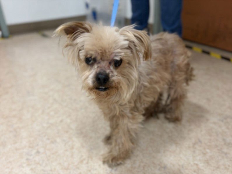 GRIFFIN - Shih Tzu available for adoption