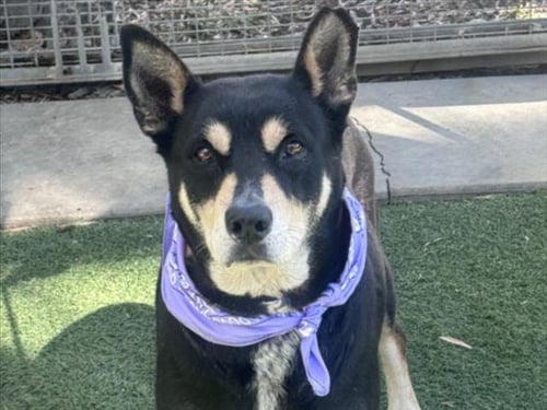 SASHA - Australian Shepherd / Siberian Husky available for adoption