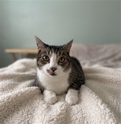 TOMMY - Domestic Short Hair available for adoption