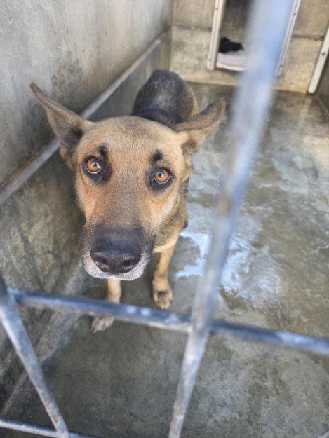 SADIE - German Shepherd Dog available for adoption